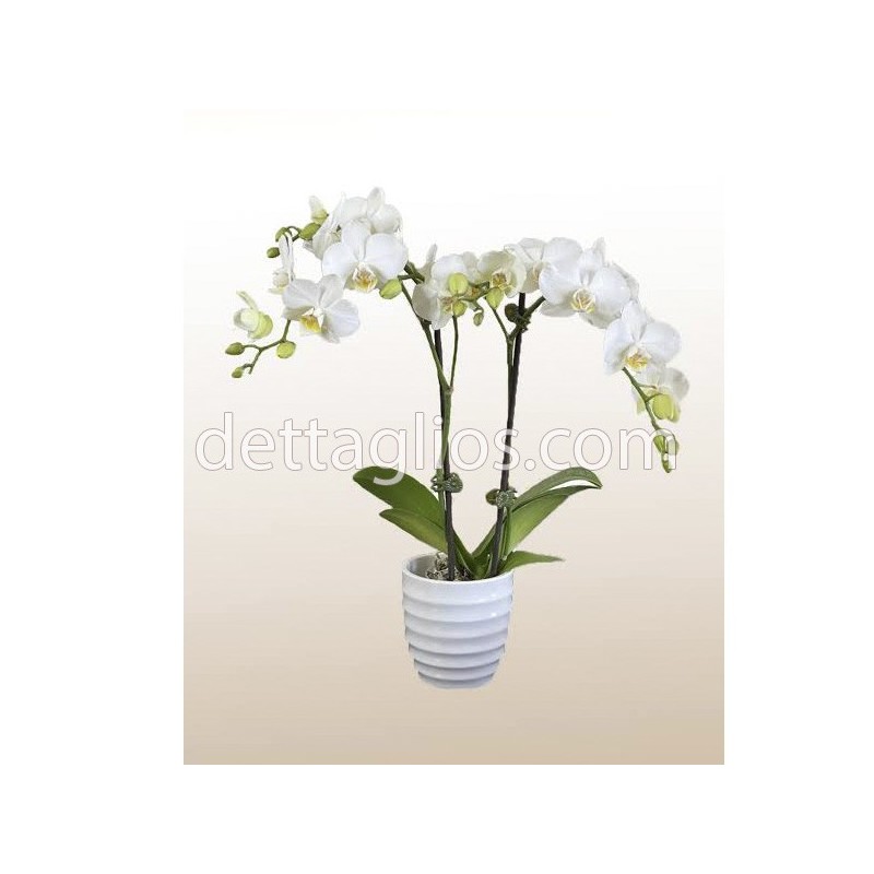 Orquidea Phalaenopsis Blanca