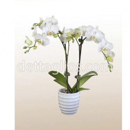 Orquidea Phalaenopsis Blanca