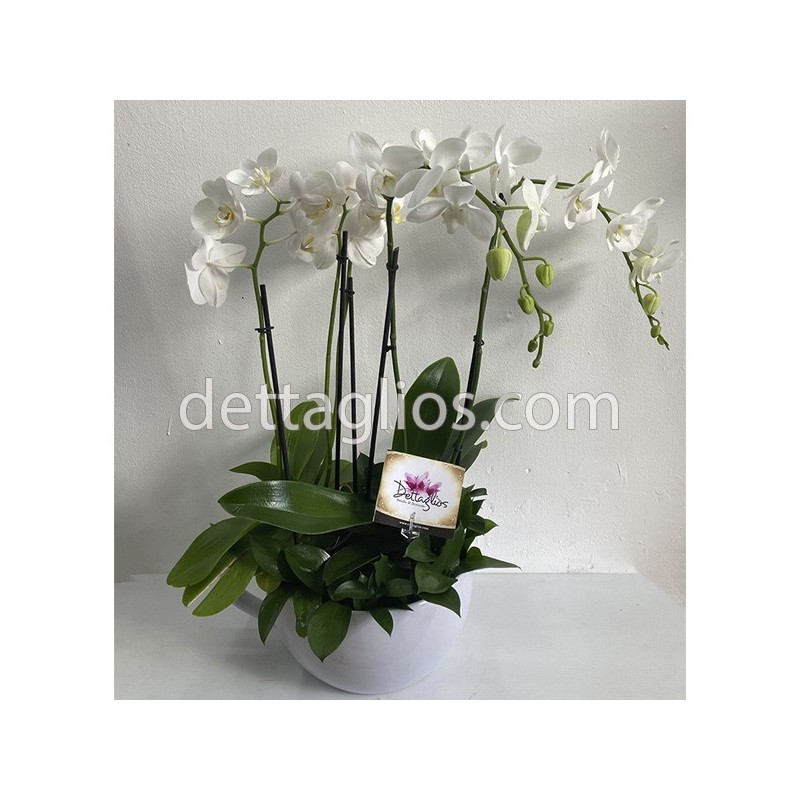 Orquidea Phalaenopsis doble color Blanca