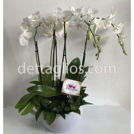 Orquidea Phalaenopsis doble color Blanca