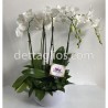 Orquidea Phalaenopsis doble color Blanca