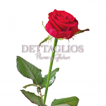 1-rosa